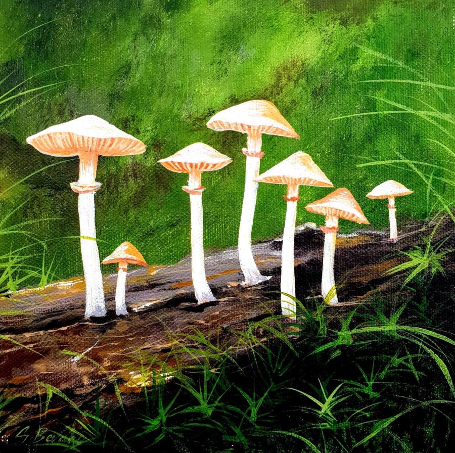 Gary Bevans Mushrooms on Log